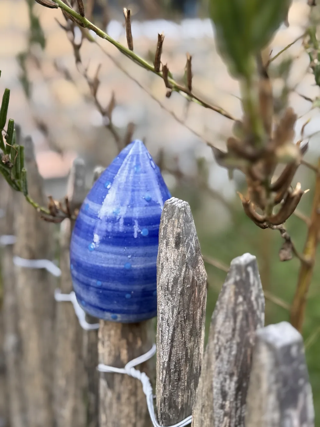 Blauer Zaunhut mit hellen Punkten zwischen Zweigen